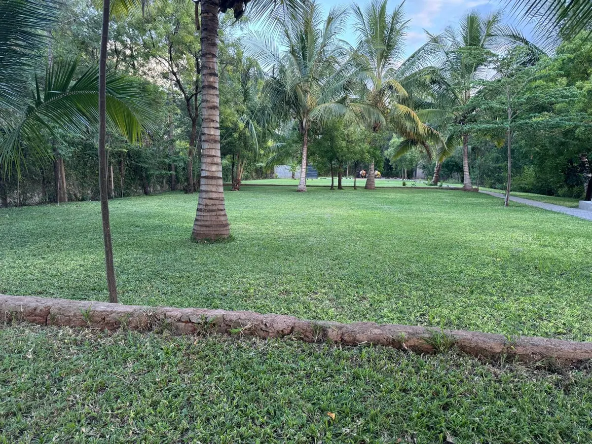 Open lawn and palms in the fading evening light
