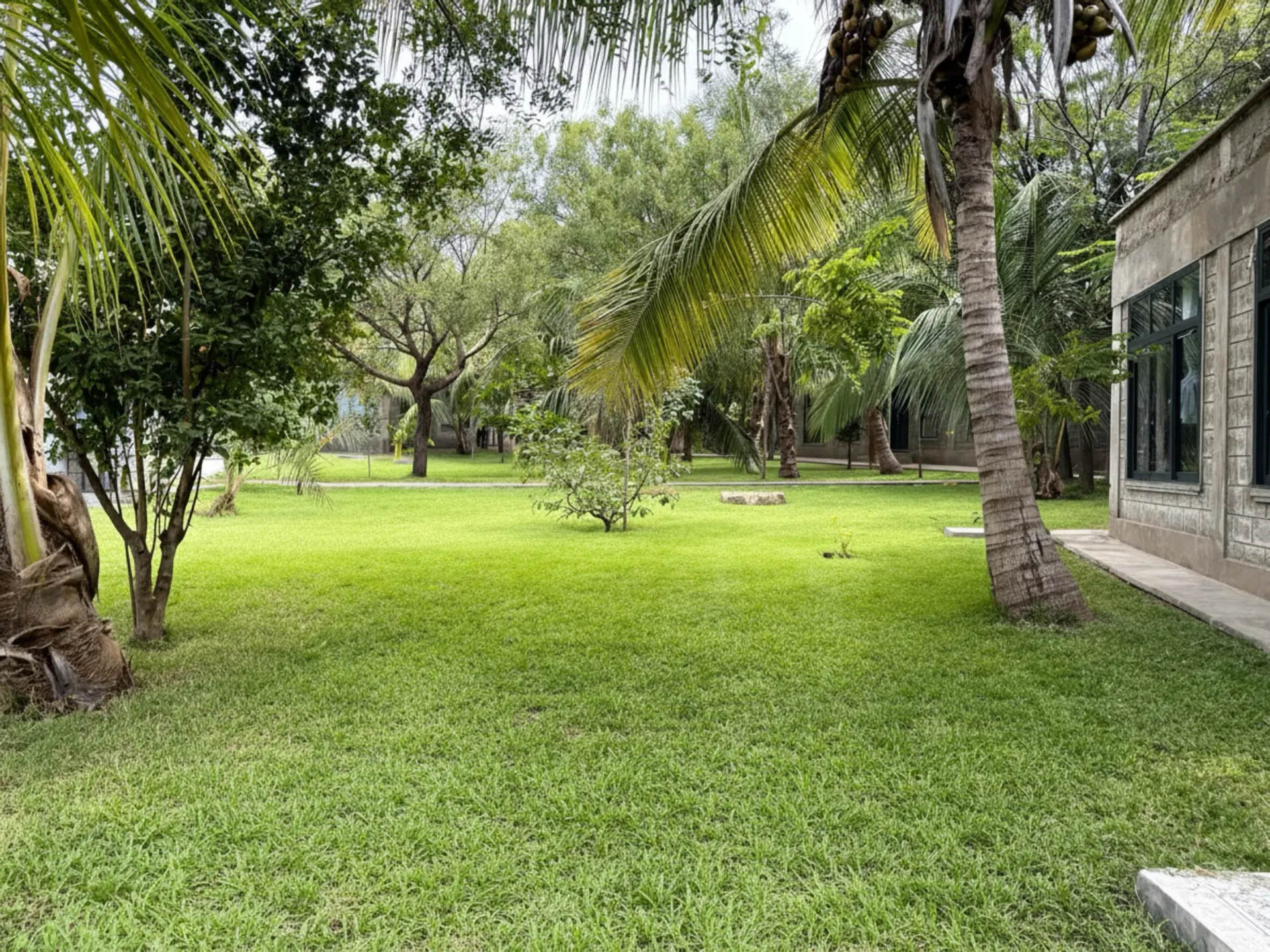 Palm-shaded lawn at Nagira in the early morning
