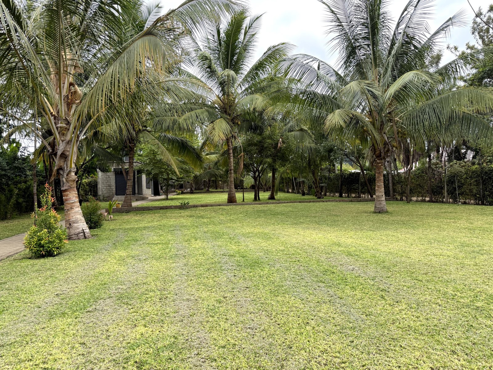 Nagira lawn beneath mature palms, set for a celebration
